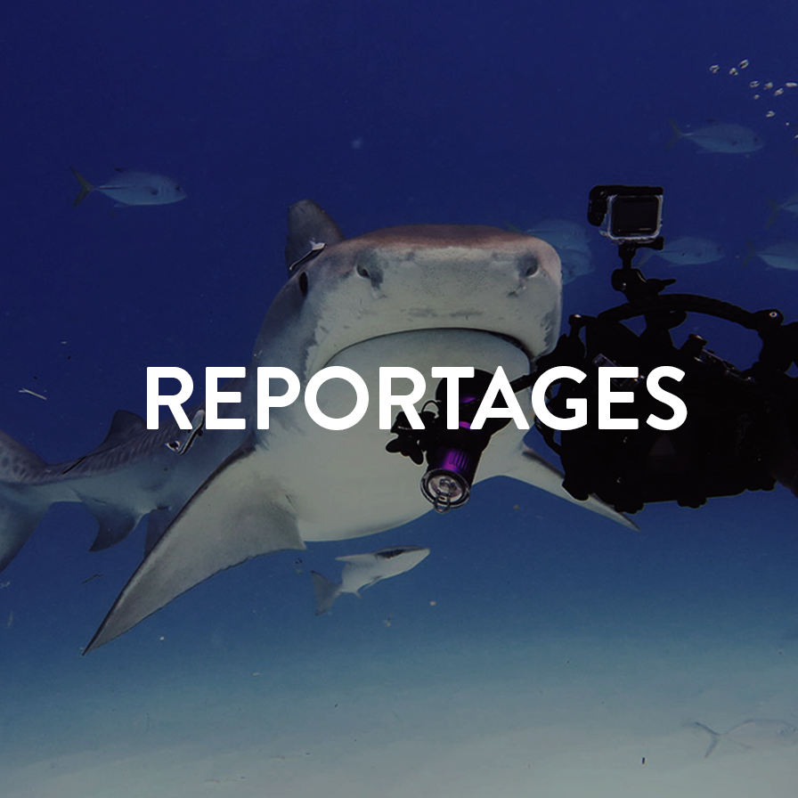 FR Reportages Factual_thumbnail_360X360